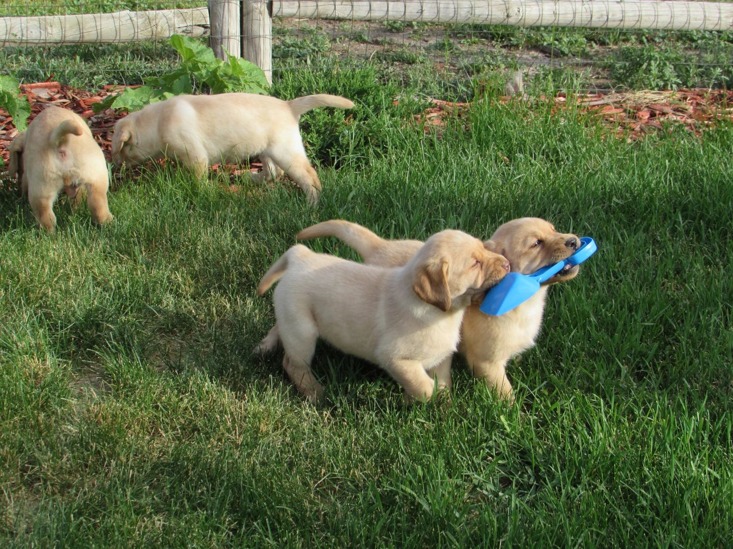 Buffalo Ridge Labrador Retrievers Labrador Retriever Dogs, Breeder